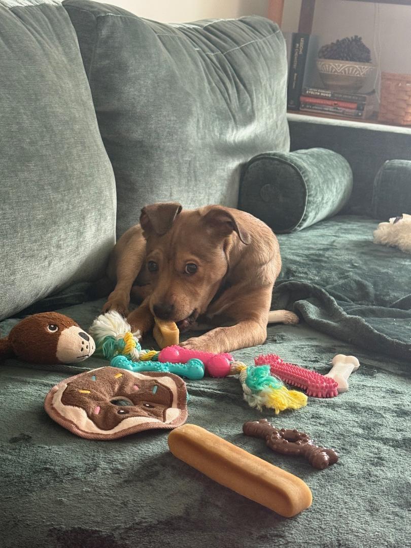 Enlarge Andrew, an adopted mixed breed in Wadsworth, OH image 3/4