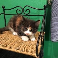 Enlarge Buzzy, a ADOPTABLE Domestic Long Hair in Jacksonville, AR image 2/2