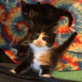 Buzzy, ADOPTABLE, Kitten Male Domestic Long Hair.