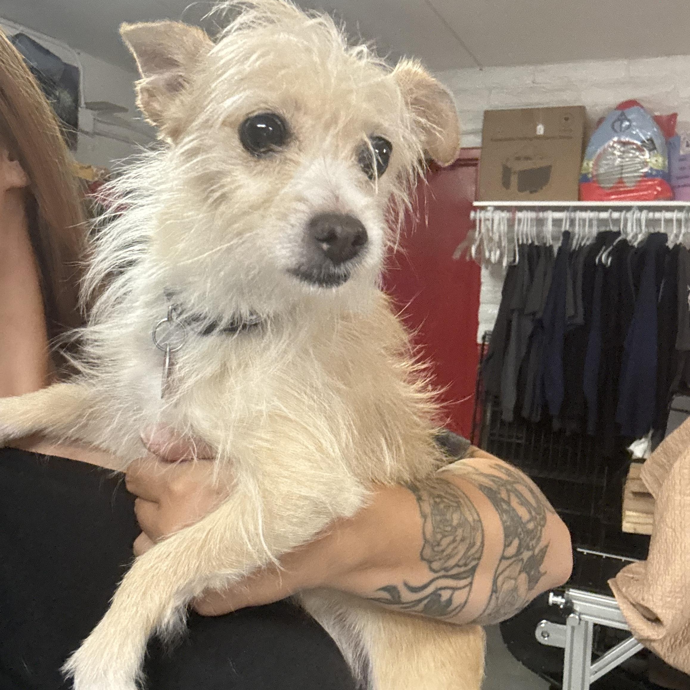 Enlarge Stephen Curry, a Adoptable mixed breed in Phoenix, AZ image 2/3
