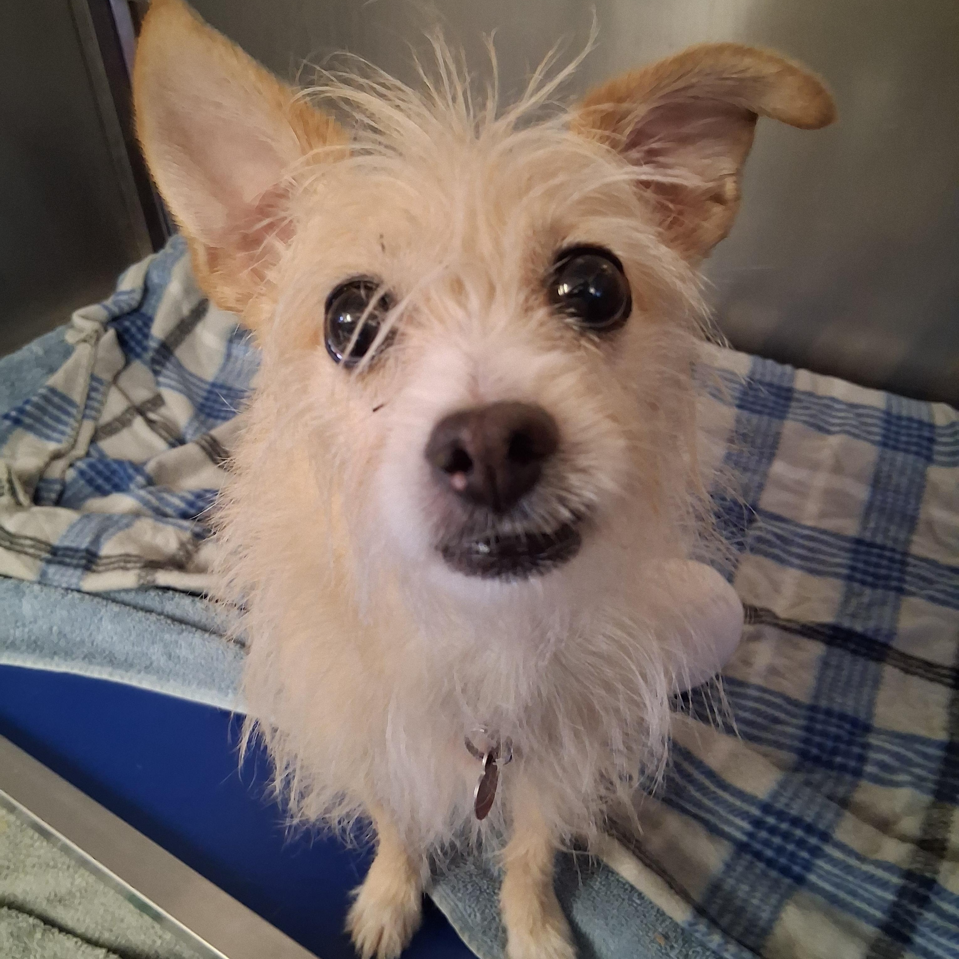 Enlarge Stephen Curry, a Adoptable mixed breed in Phoenix, AZ image 1/3