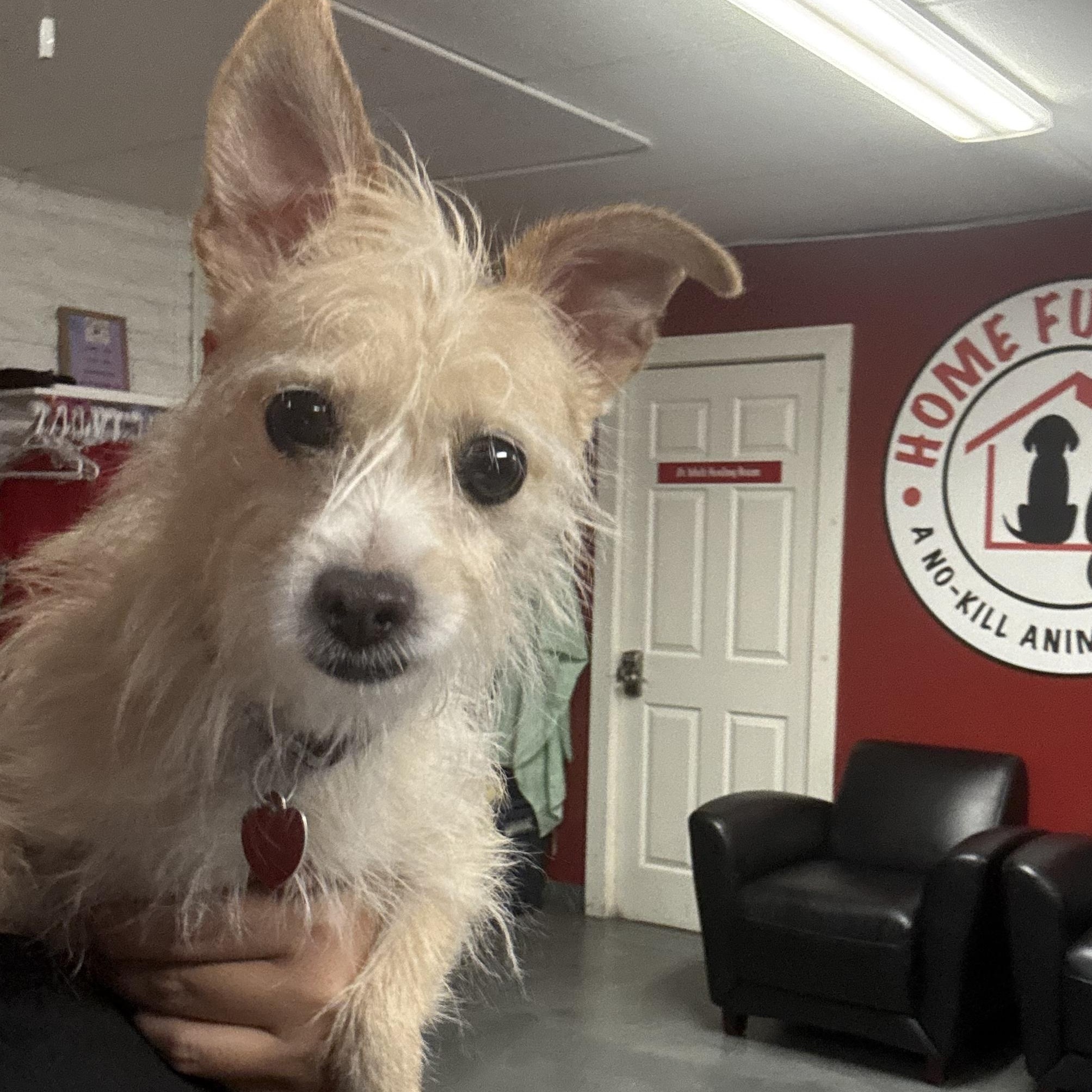 Enlarge Stephen Curry, a Adoptable mixed breed in Phoenix, AZ image 3/3