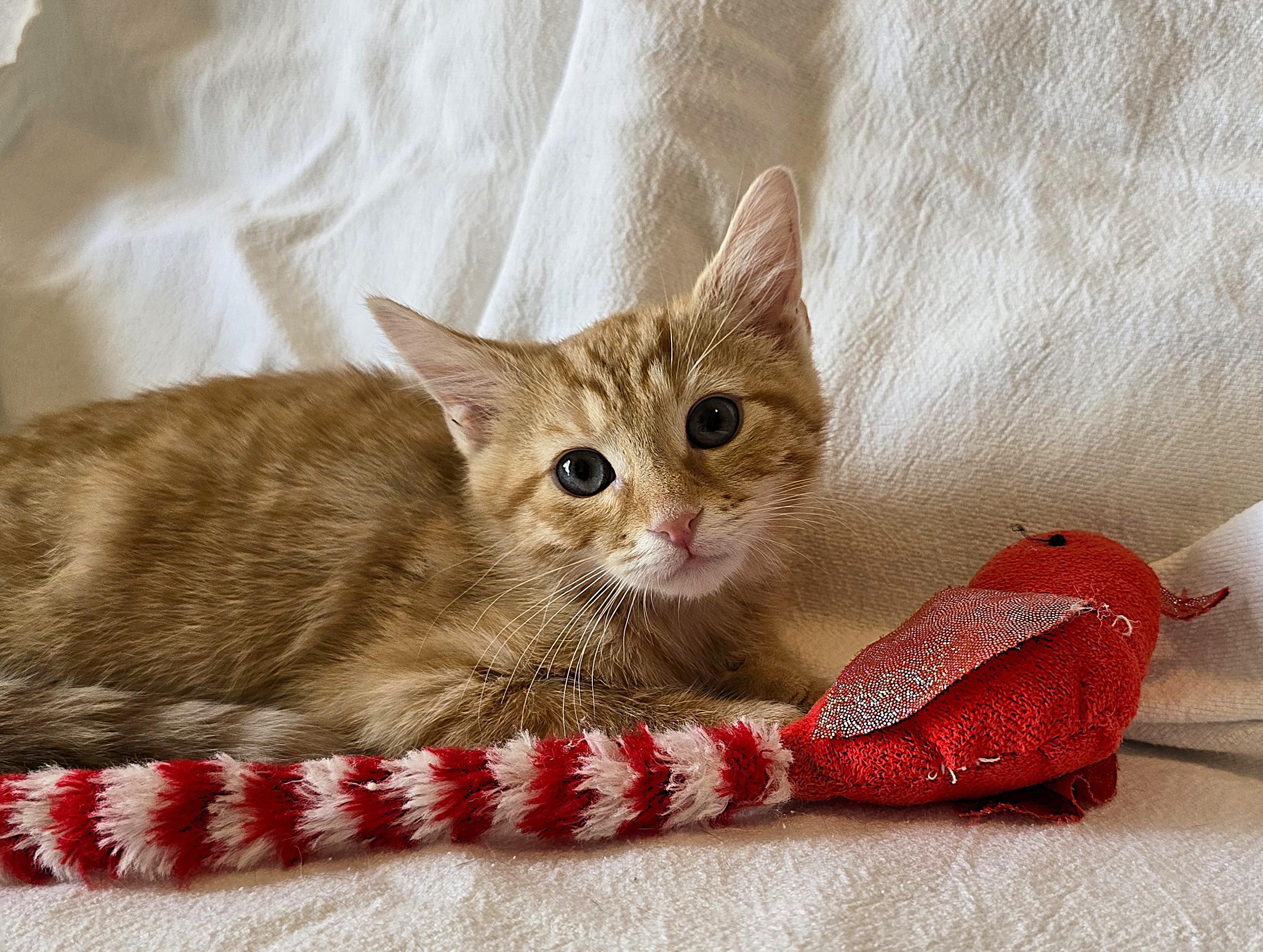 Hamilton, Adopted, Kitten Male Domestic Short Hair.