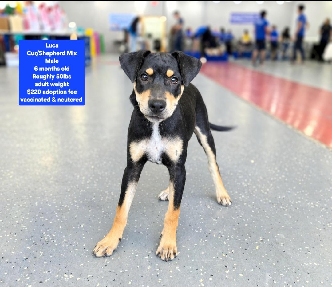 Luca, Adoptable, Puppy Male Hound.