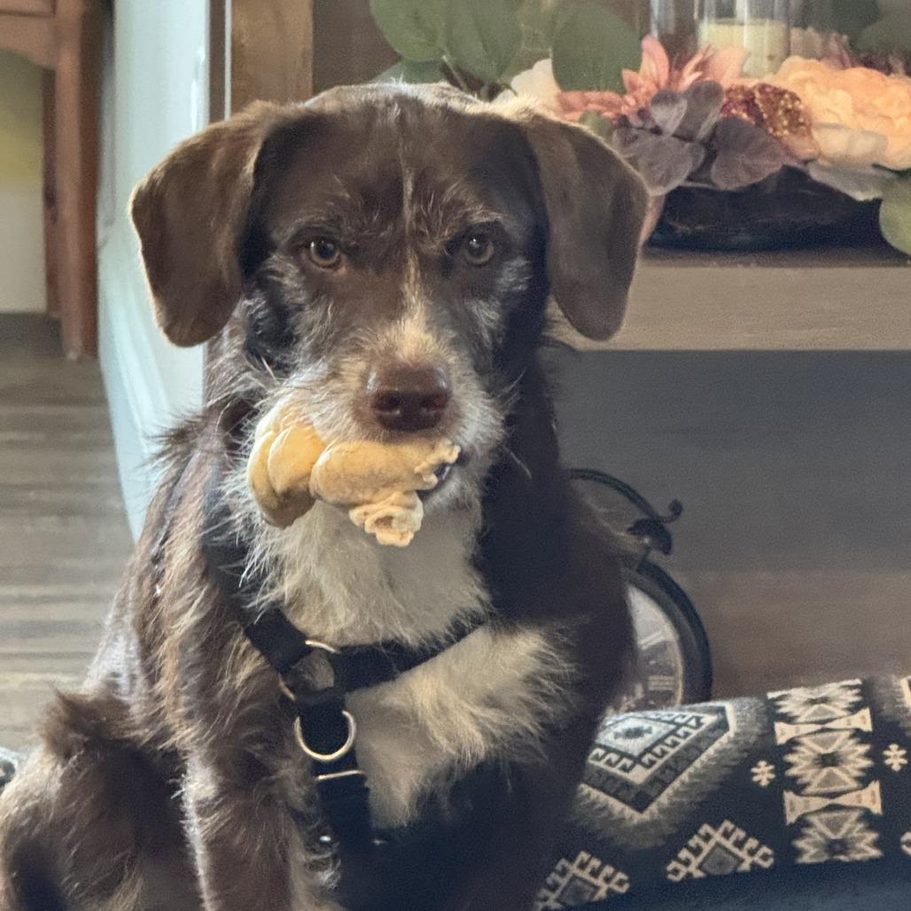 Ollie, Adoptable, Young Male Mixed Breed.
