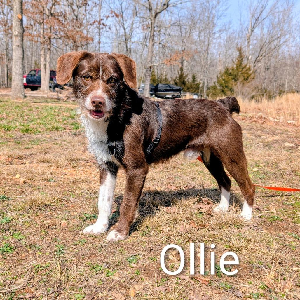 Ollie, a Adoptable Mixed Breed in Madison, WI image 2/3