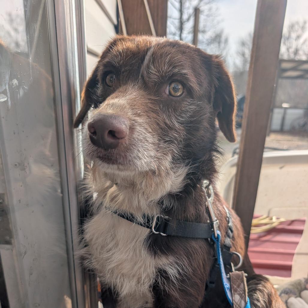 Ollie, a Adoptable Mixed Breed in Madison, WI image 3/3