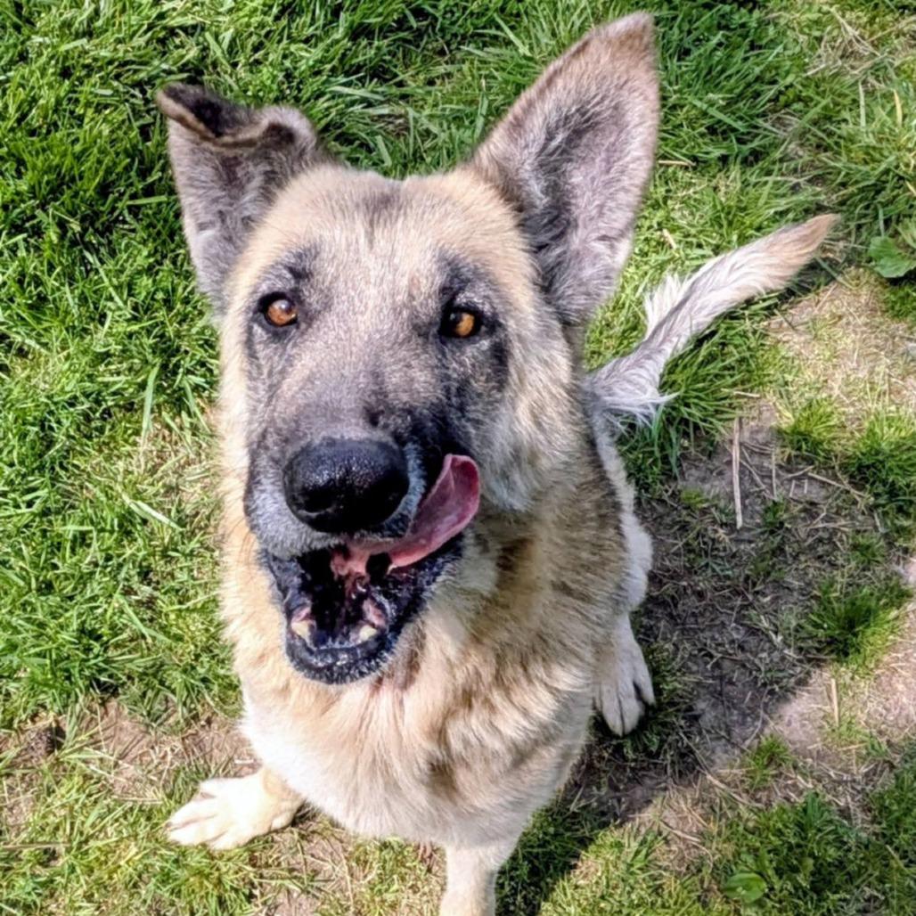 Majorette, Adoptable, Adult Female Mixed Breed.