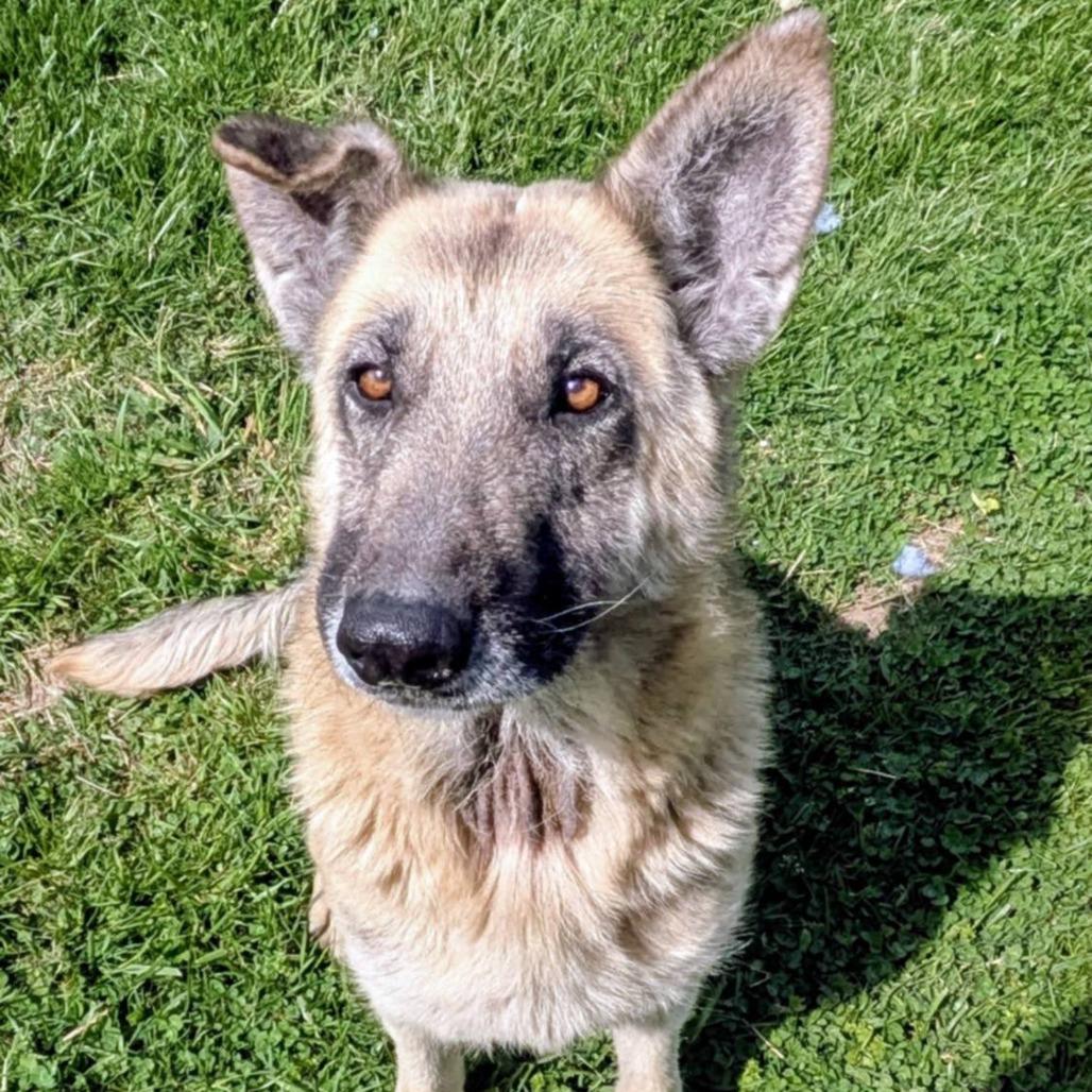 Majorette, a Adoptable Mixed Breed in Jeffersonville, IN image 2/2