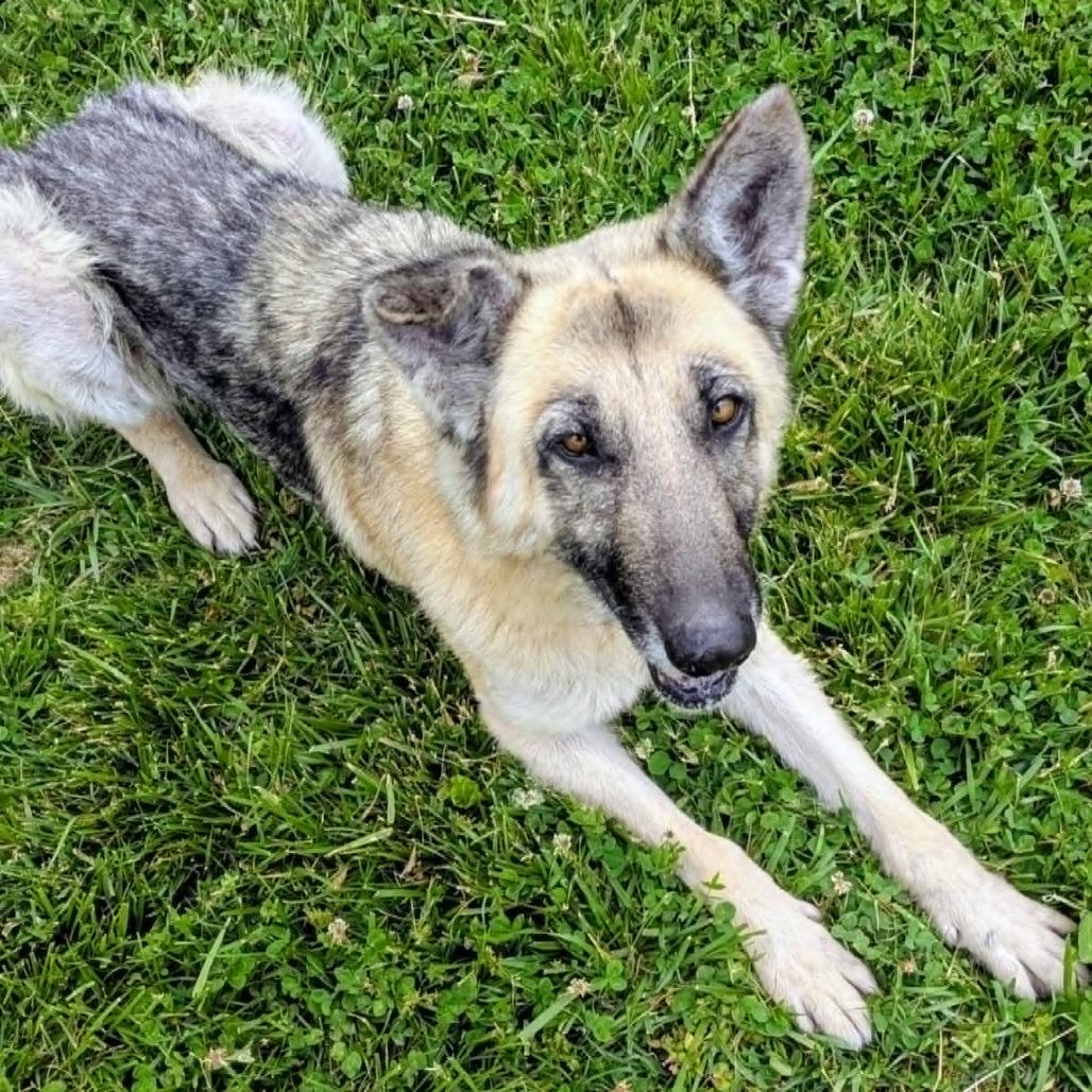 Enlarge Majorette, a Adoptable Mixed Breed in Jeffersonville, IN image 3/3