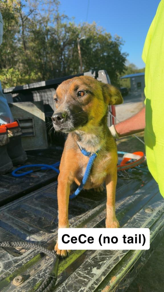 CeCe — thumbnail 6