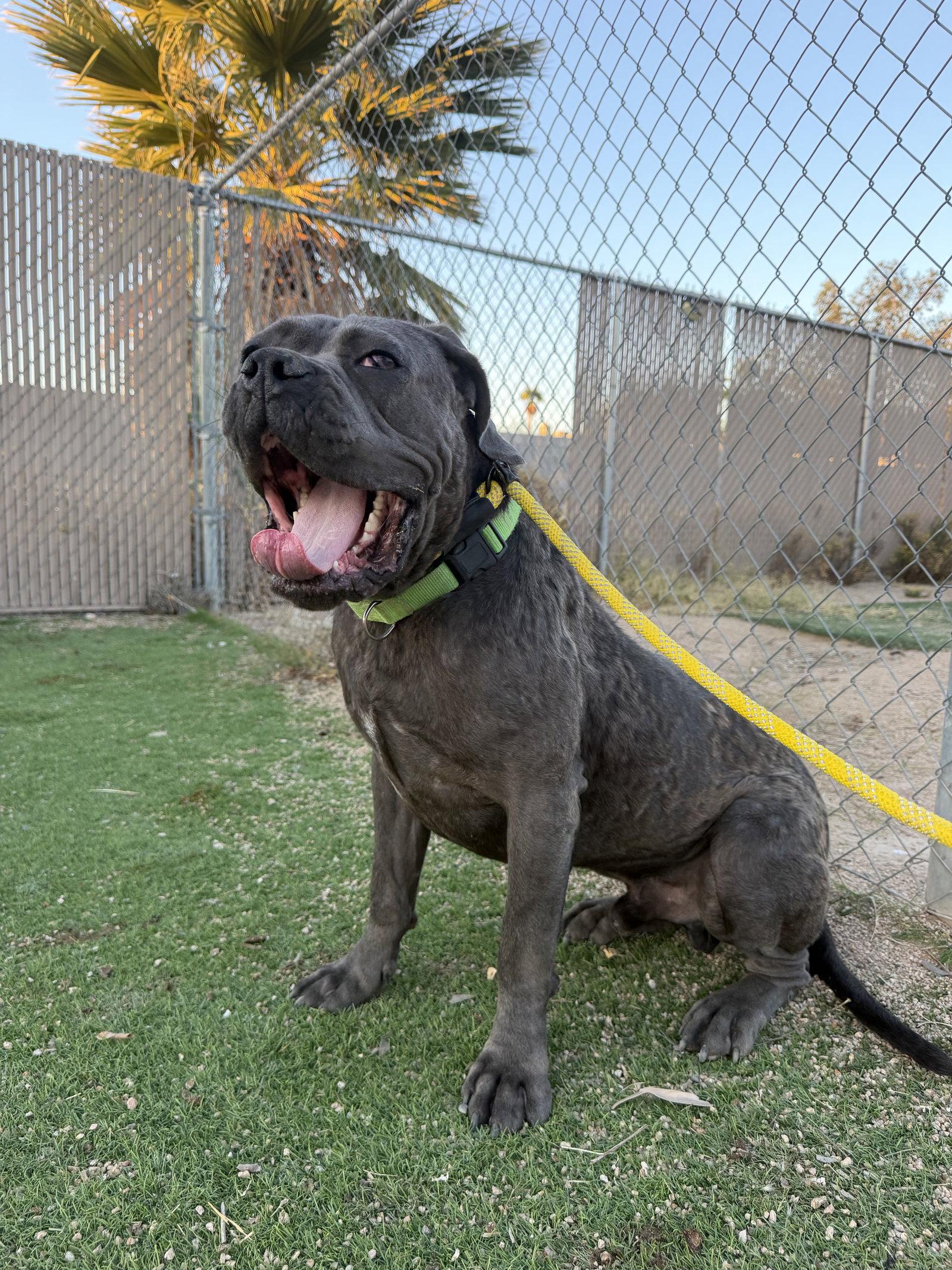 Enlarge Waldo, a Adoptable Cane Corso in Glendale, AZ image 1/3