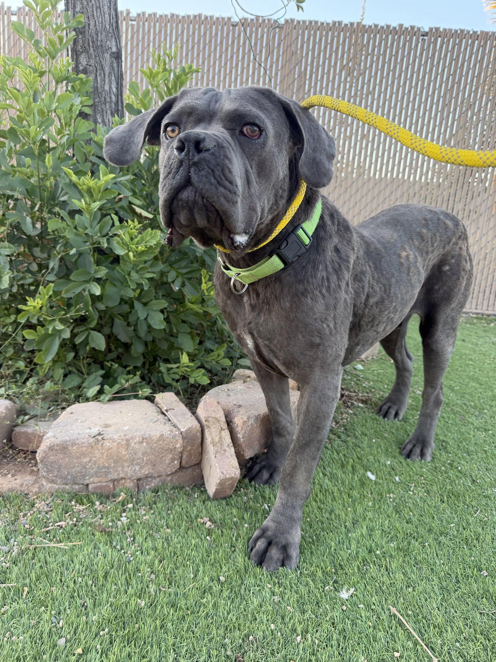 Enlarge Waldo, a Adoptable Cane Corso in Glendale, AZ image 2/3