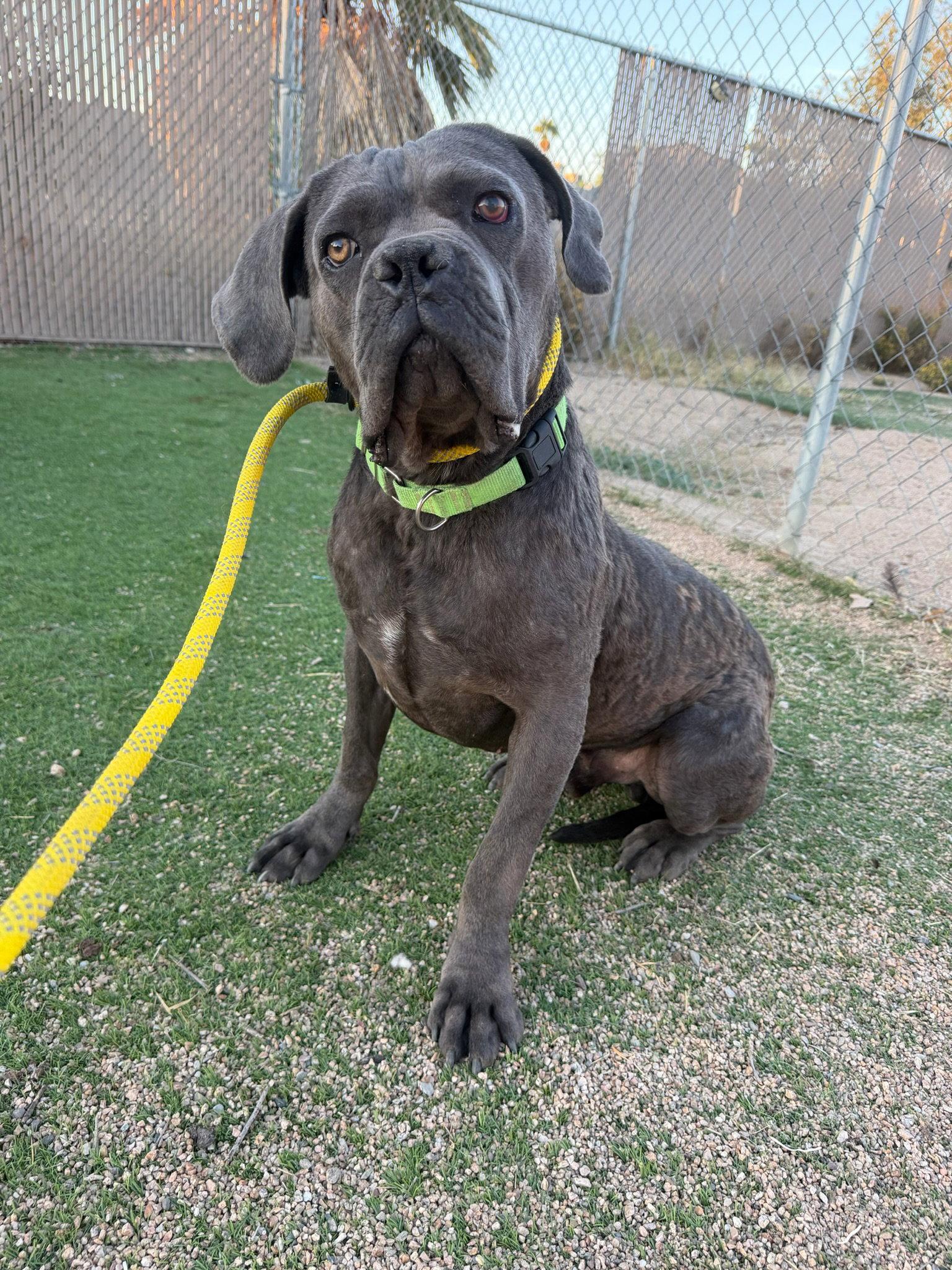 Waldo, Adoptable, Young Male Cane Corso.