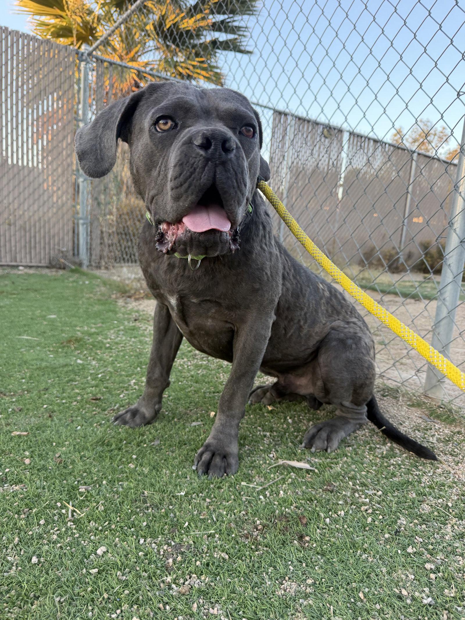 Enlarge Waldo, a Adoptable Cane Corso in Glendale, AZ image 3/3