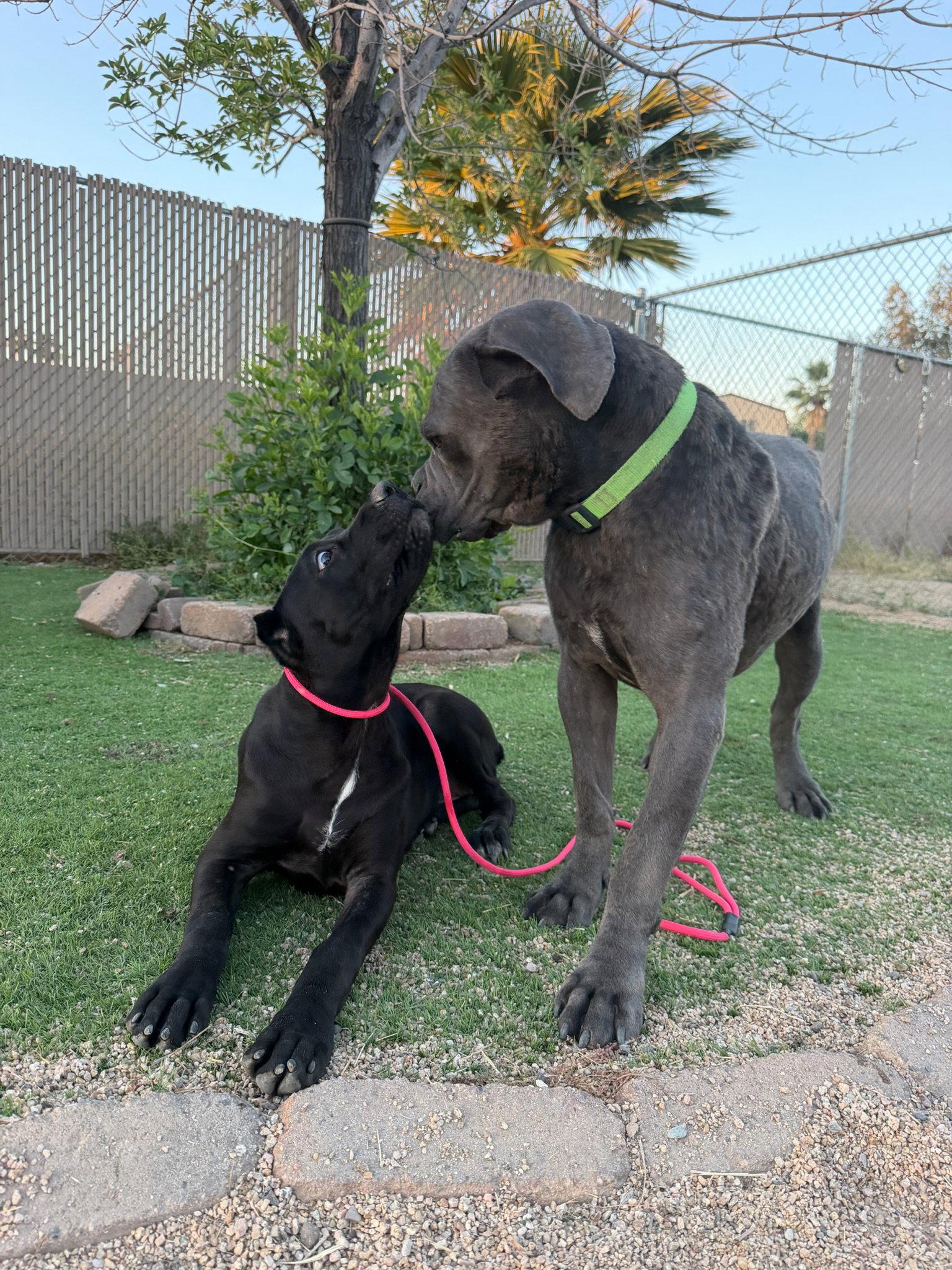 Enlarge Waldo, a Adoptable Cane Corso in Glendale, AZ image 3/3