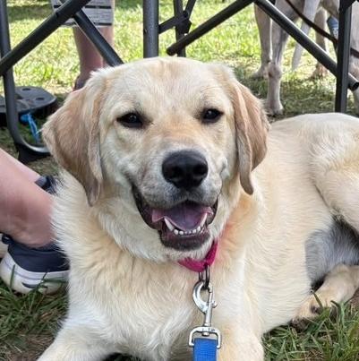 Enlarge Muffin, a Adoptable mixed breed in Louisa, VA image 3/4