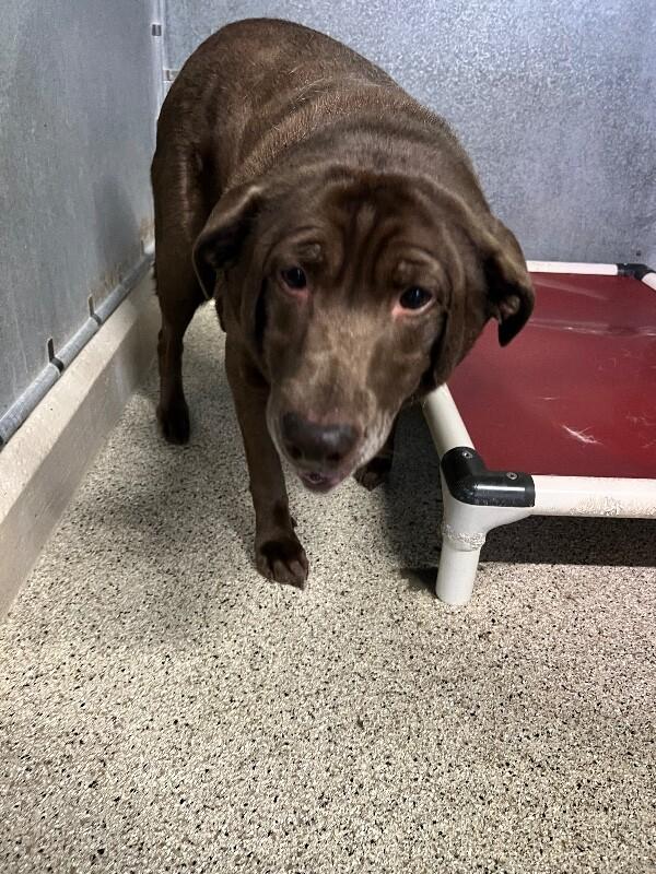 Enlarge Lila Mae, a Adoptable Chocolate Labrador Retriever in Supply, NC image 1/2