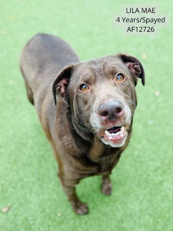 Enlarge Lila Mae, a Adoptable Chocolate Labrador Retriever in Supply, NC image 2/2