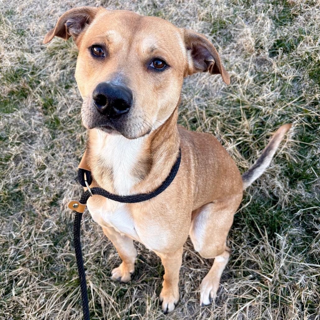 Adonis, Adoptable, Young Male Mixed Breed.