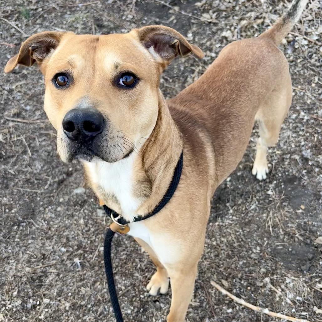 Adonis, Adoptable, Young Male Mixed Breed.