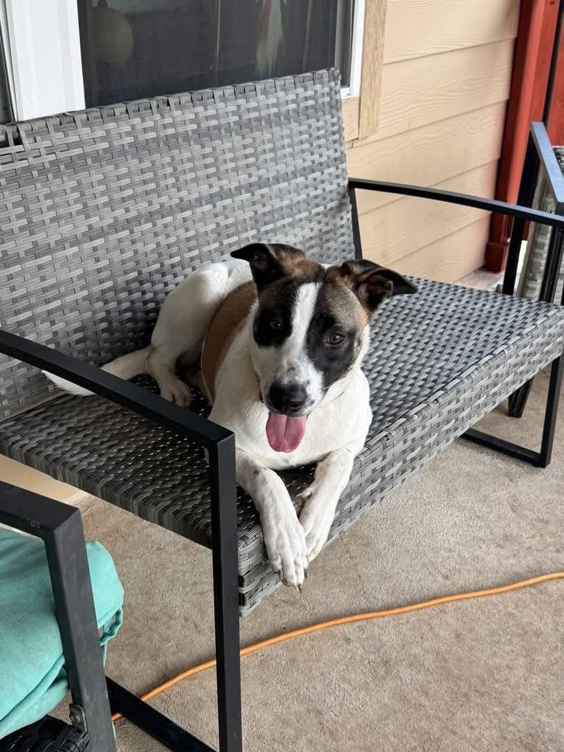 Enlarge Rosie , a ADOPTABLE mixed breed in Albany , NY image 5/6