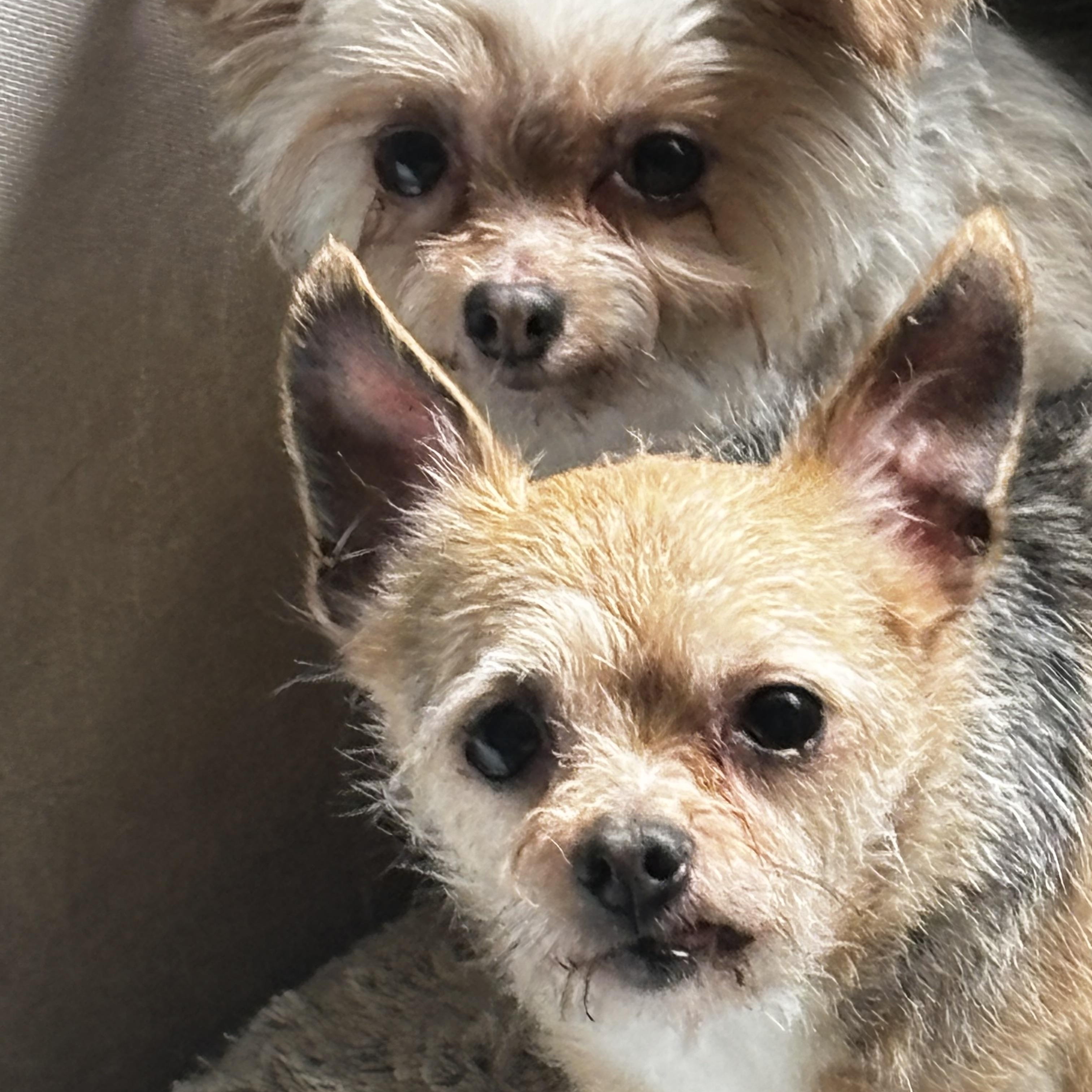 Matt and Gumdrop - BONDED PAIR, ADOPTABLE, Senior Male Yorkshire Terrier & Chihuahua.