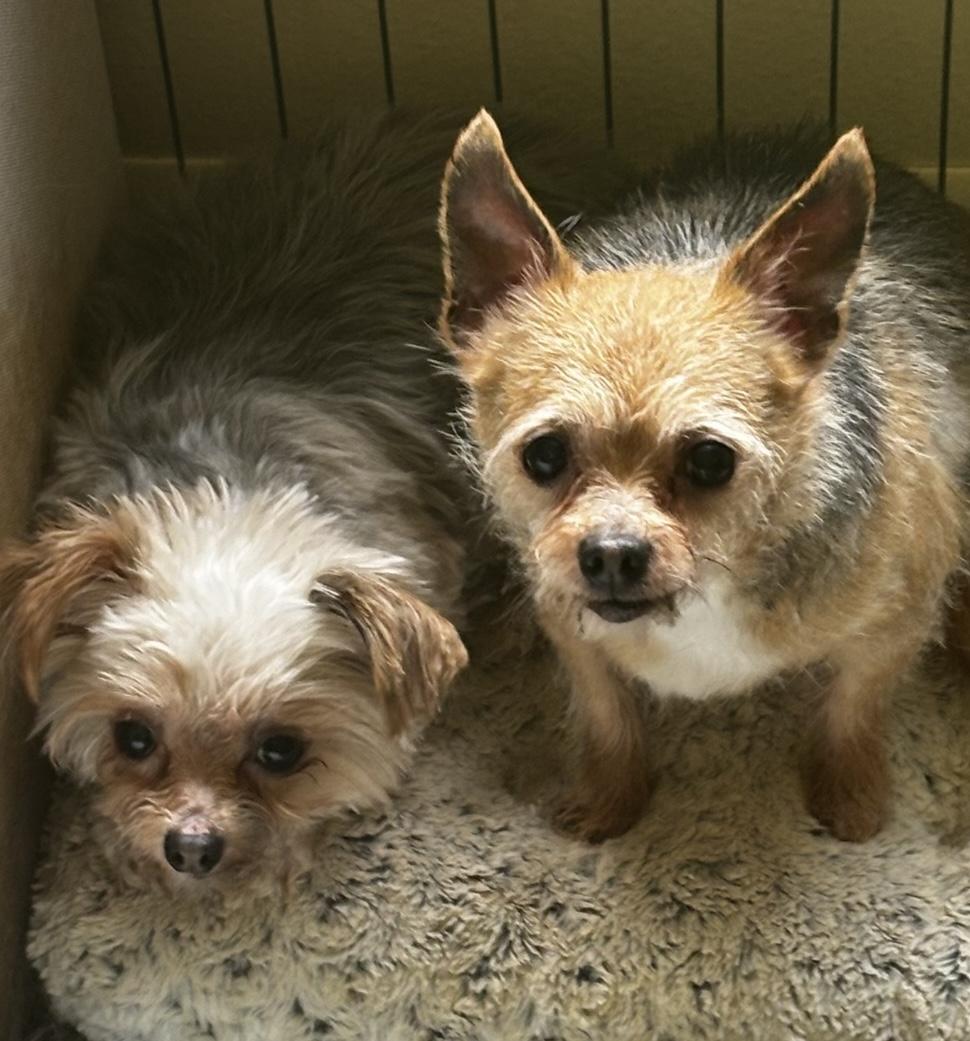 Enlarge Matt and Gumdrop - BONDED PAIR, a ADOPTABLE mixed breed in Silvana, WA image 2/2