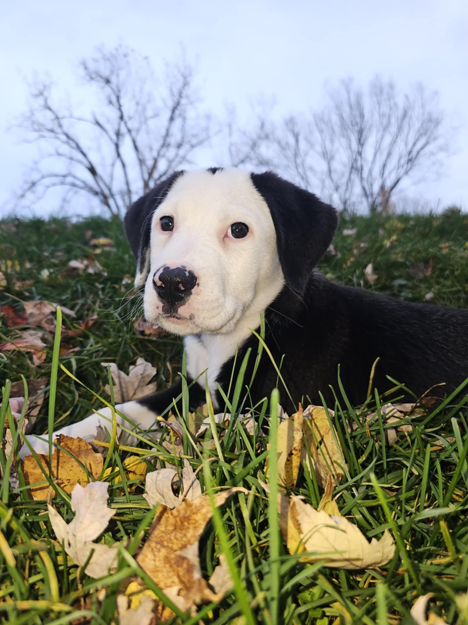Enlarge Pete, a Adopted mixed breed in Sturgis, MI image 1/6