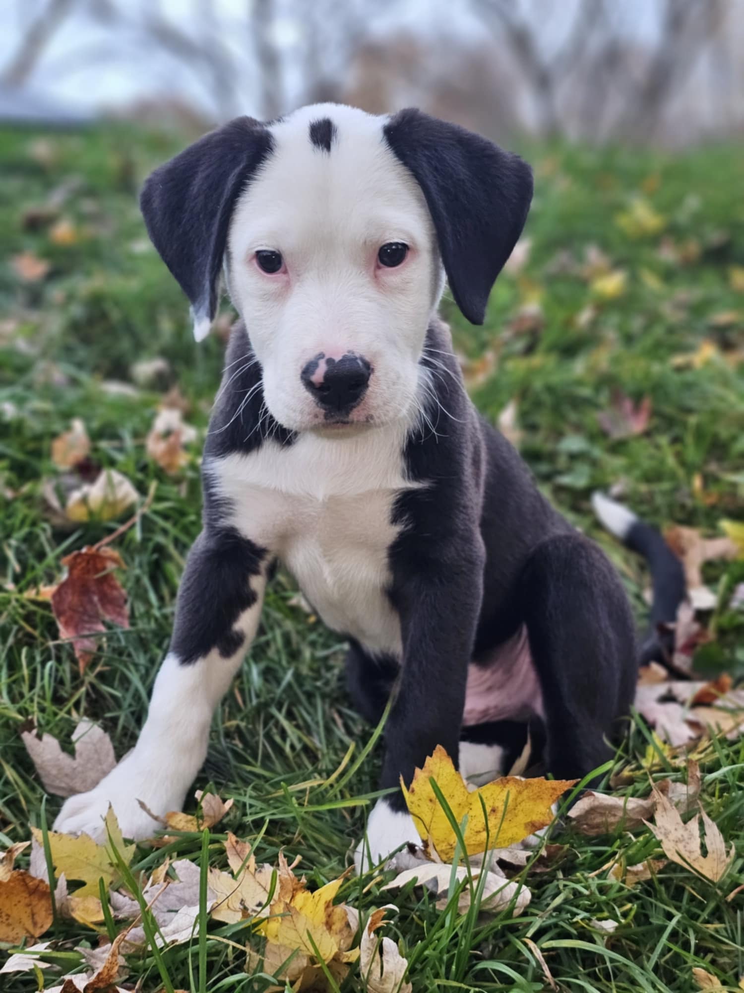 Enlarge Pete, a Adopted mixed breed in Sturgis, MI image 2/6