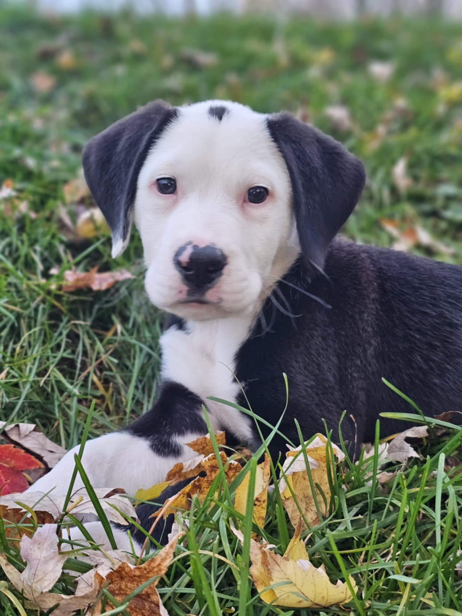 Enlarge Pete, a Adopted mixed breed in Sturgis, MI image 3/6
