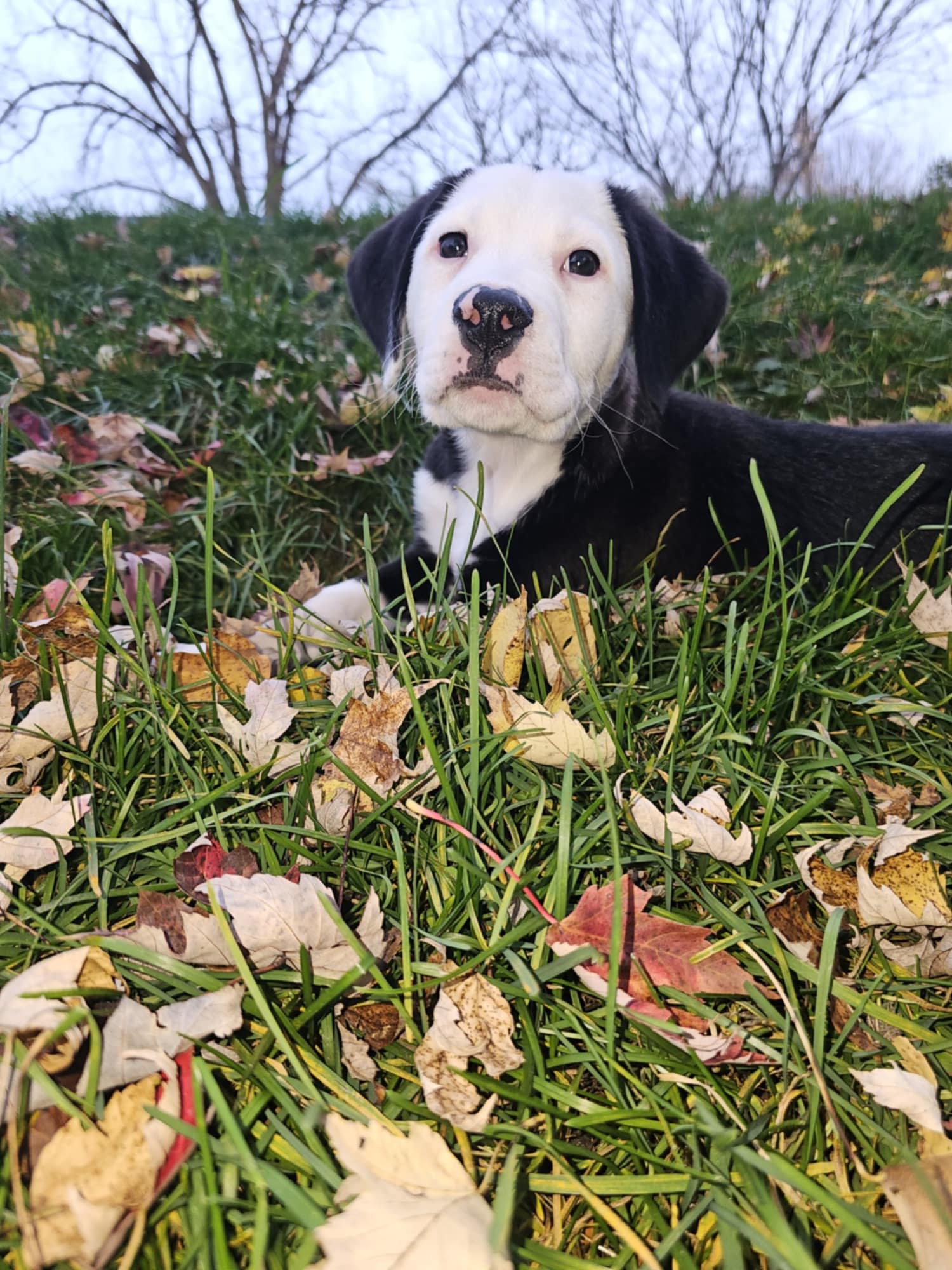 Enlarge Pete, a Adopted mixed breed in Sturgis, MI image 4/6