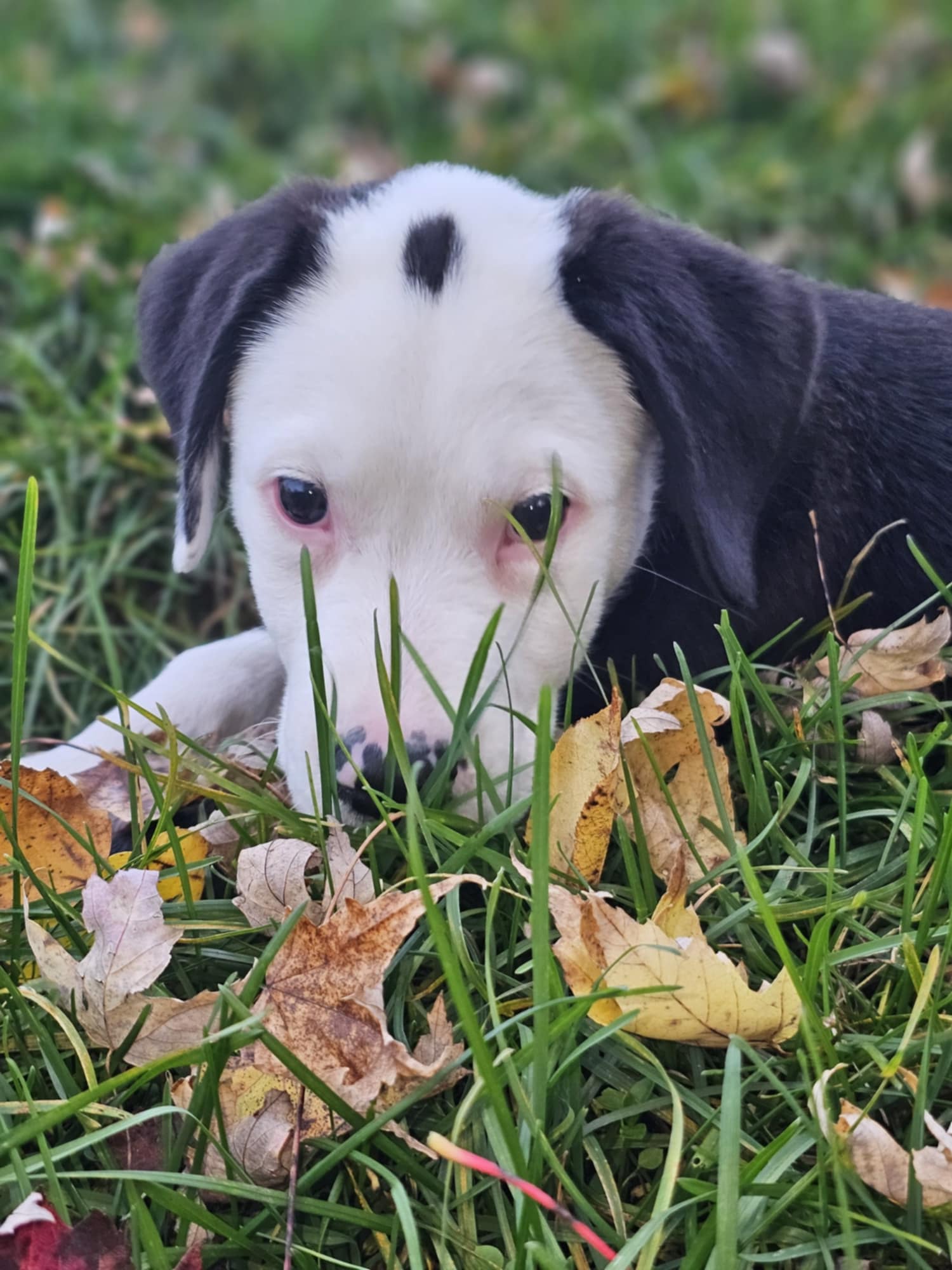 Enlarge Pete, a Adopted mixed breed in Sturgis, MI image 5/6