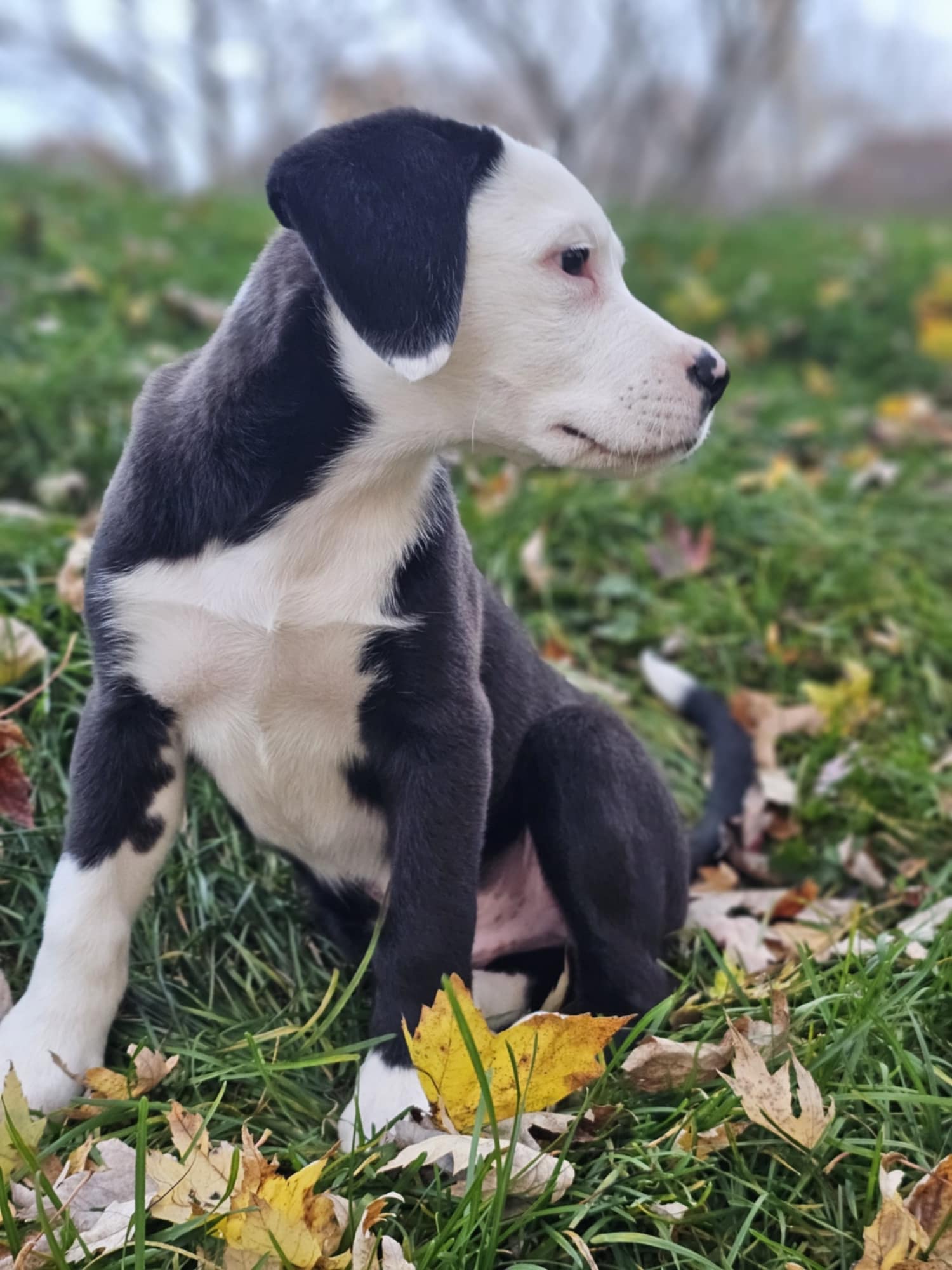 Enlarge Pete, a Adopted mixed breed in Sturgis, MI image 6/6