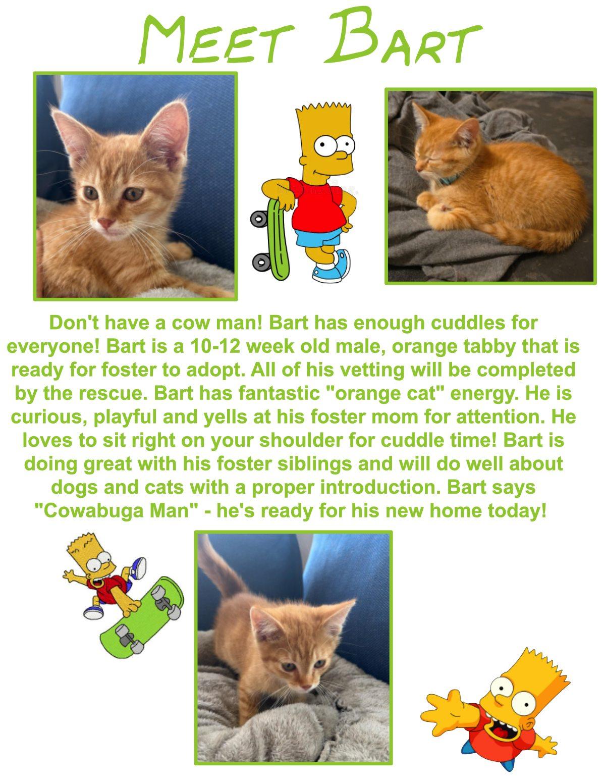 Bart, an adoptable Domestic Short Hair in Clovis, NM, 88101 | Photo Image 1