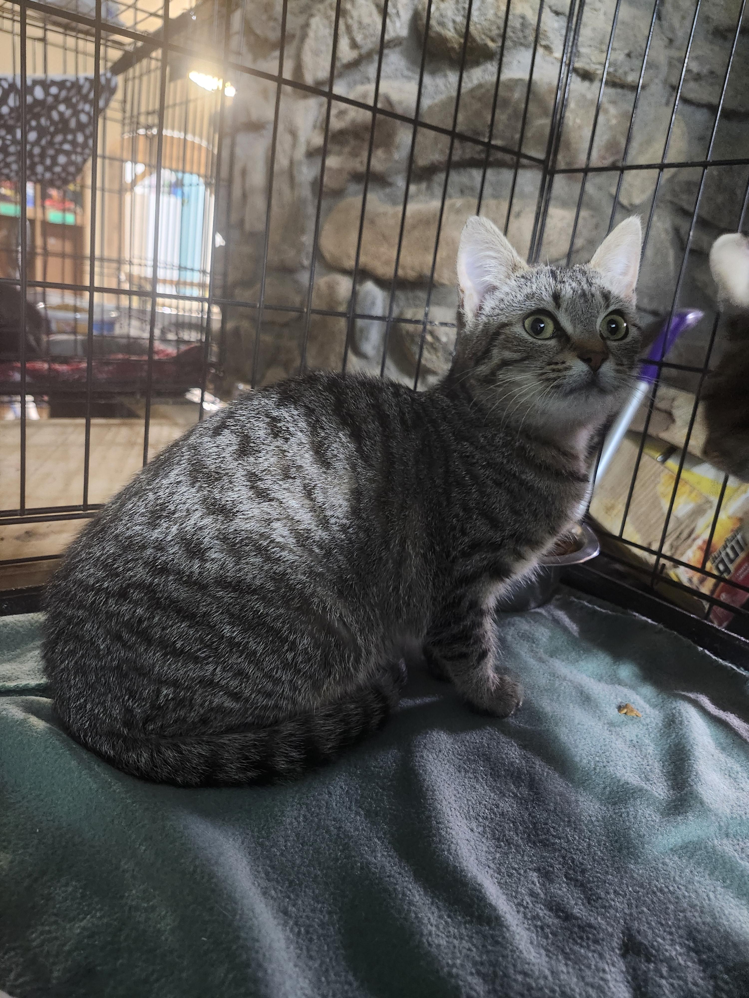 Coral, a Adoptable Tabby in Cosby, TN image 3/6