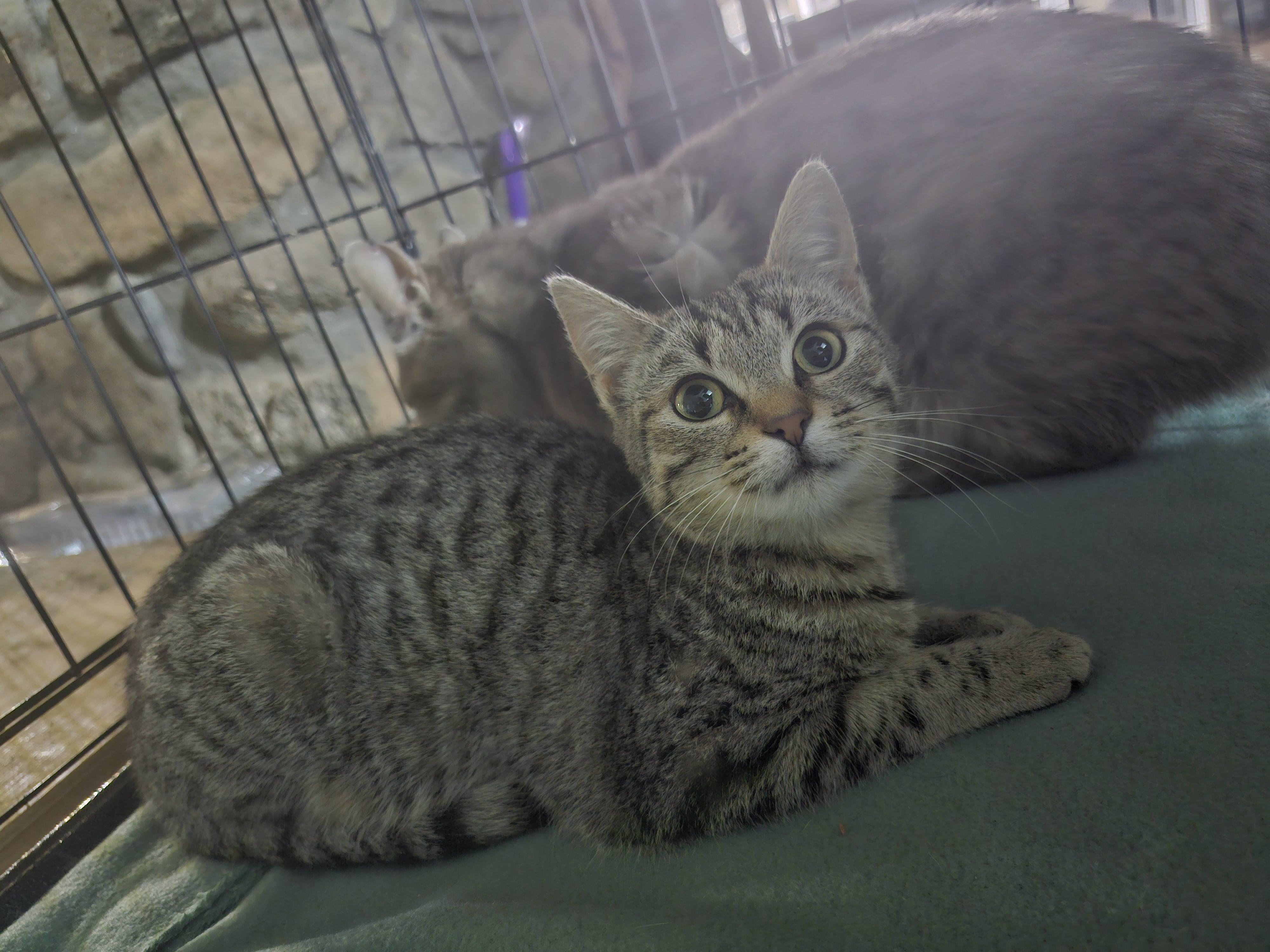Coral, a Adoptable Tabby in Cosby, TN image 4/6