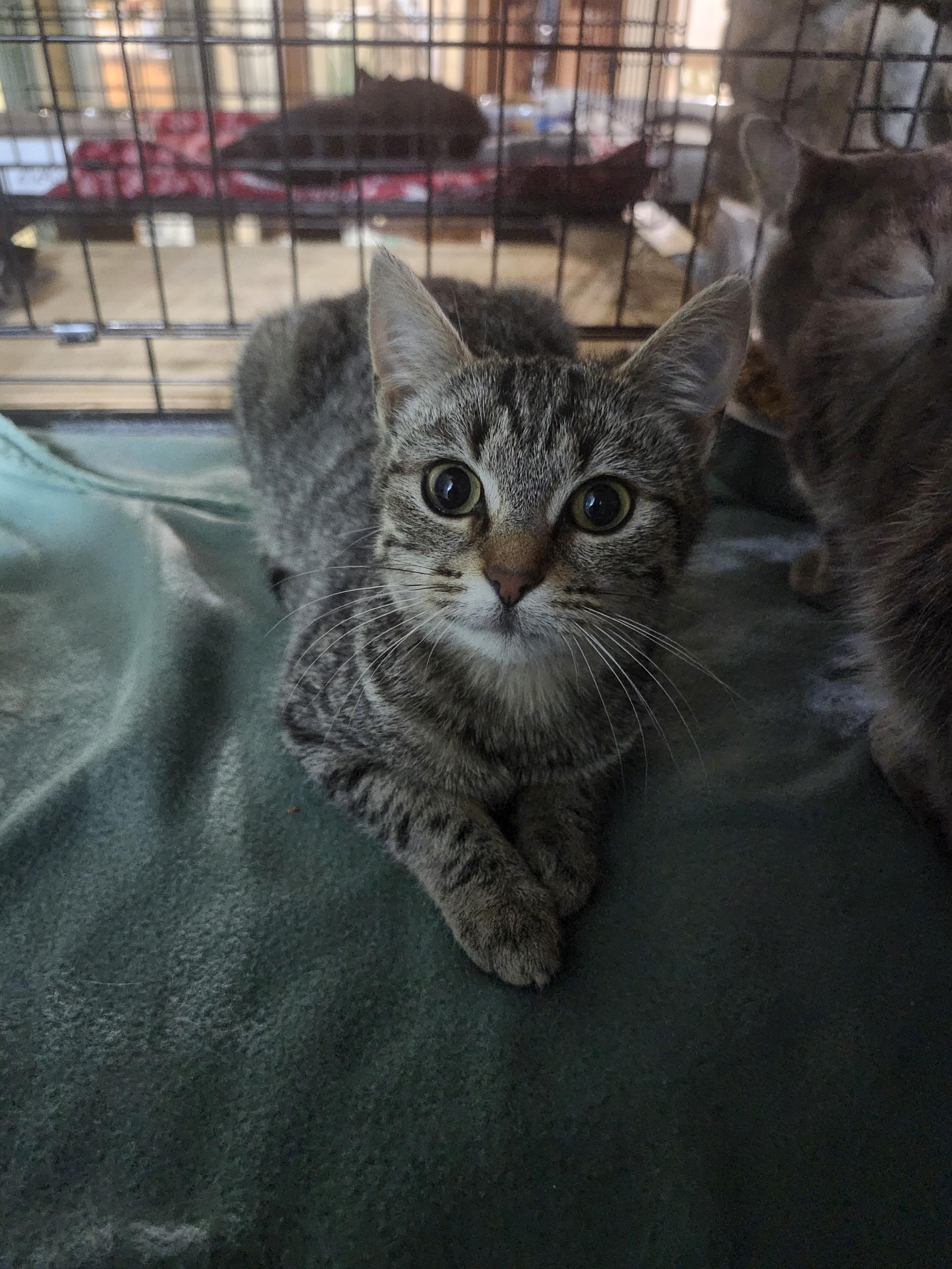 Coral, a Adoptable Tabby in Cosby, TN image 5/6