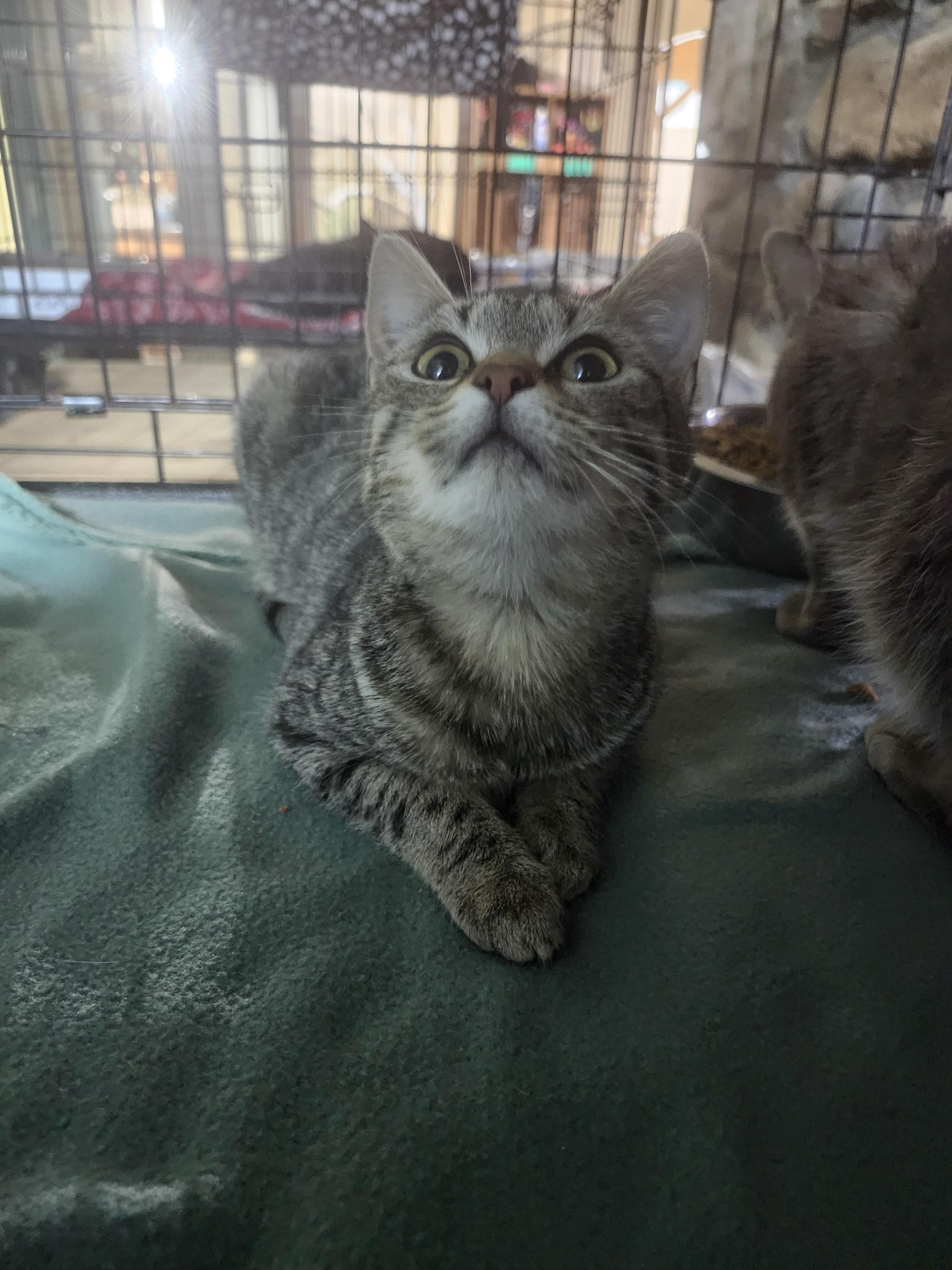 Coral, a Adoptable Tabby in Cosby, TN image 6/6