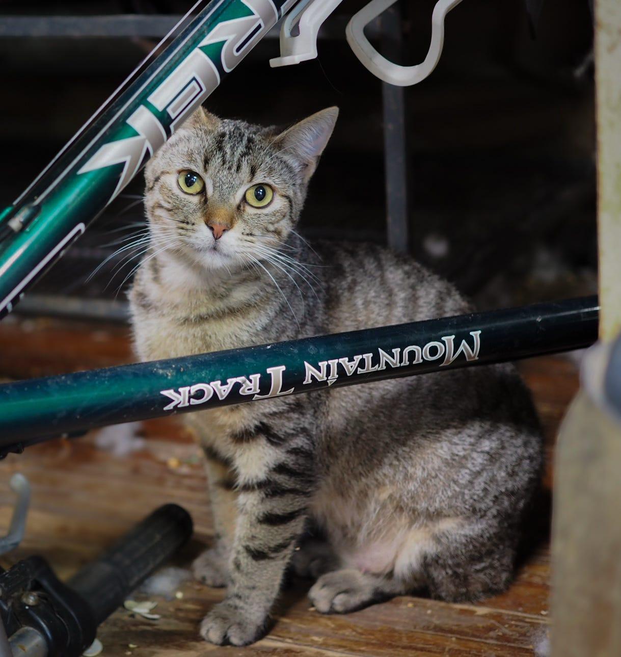 Coral, a Adoptable Tabby in Cosby, TN image 2/6