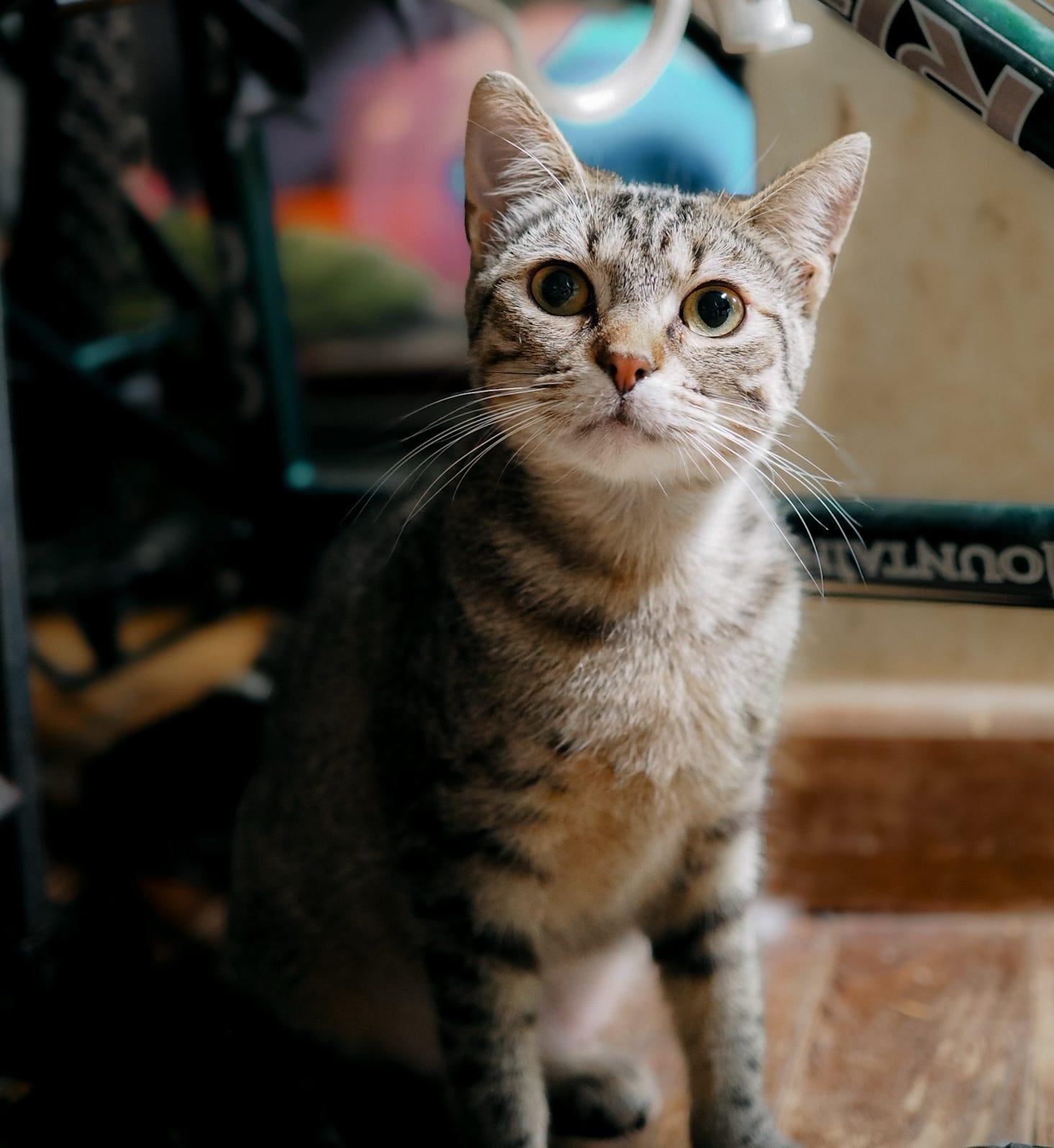 Coral, Adoptable, Young Female Tabby.