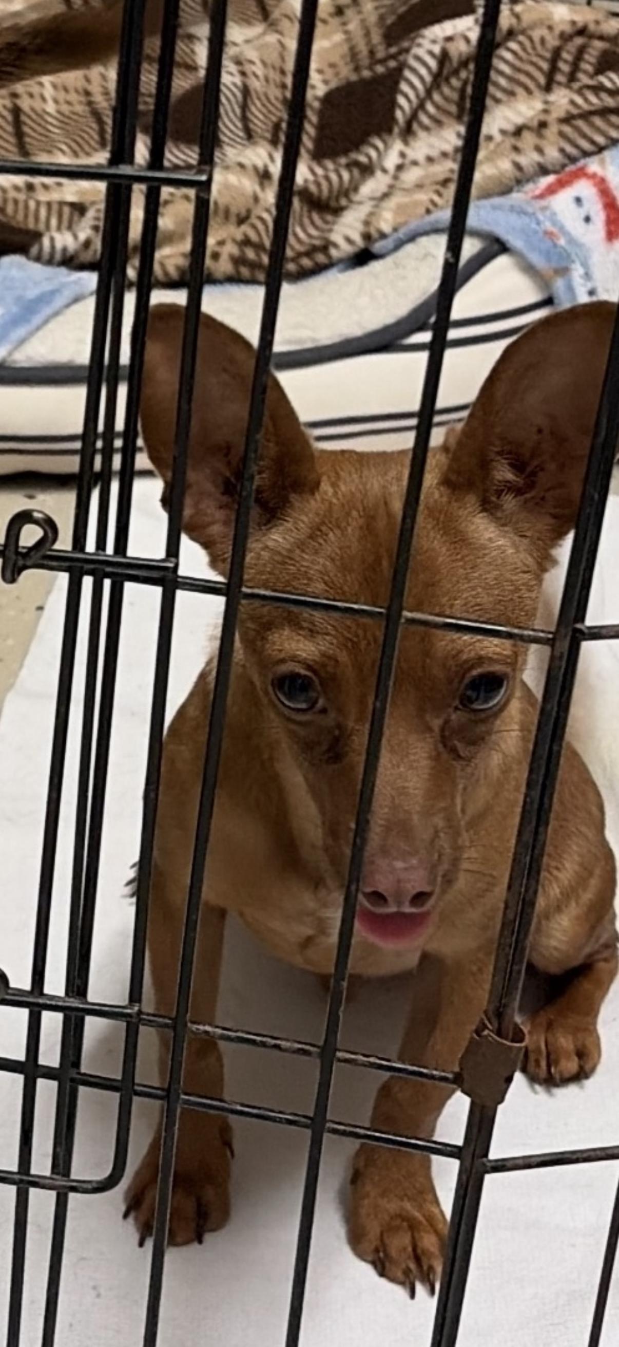 Scrappy, Adopted, Adult Male Chihuahua & Dachshund.