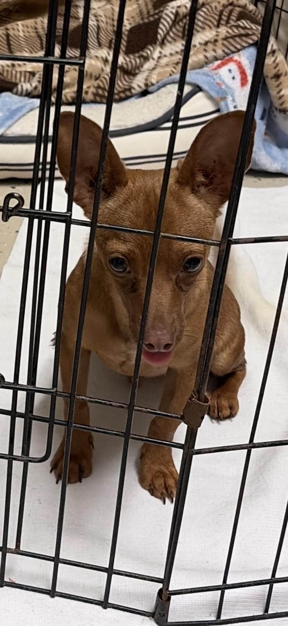 Scrappy, a Adopted mixed breed in Texarkana, TX image 2/2