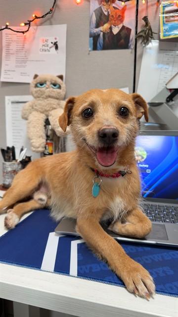 Enlarge SHARK, a Adoptable mixed breed in Leesburg, VA image 1/1
