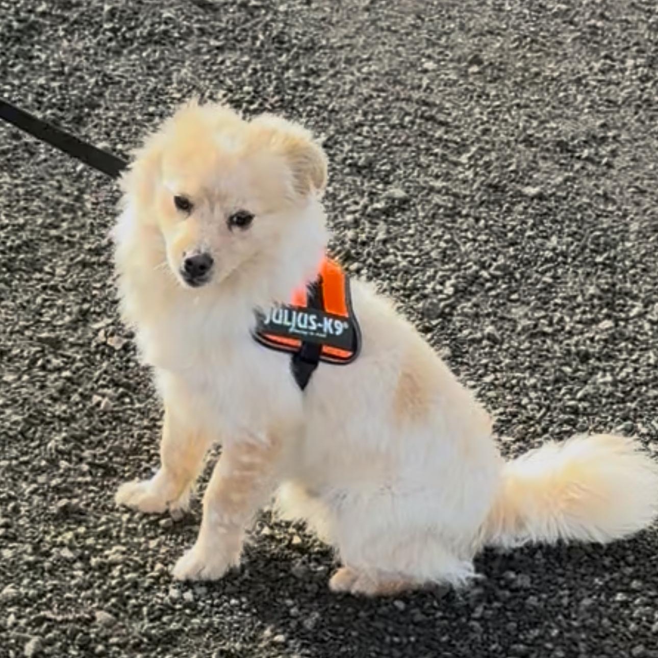 Enlarge Luca - Cutie Pie Pup!, an adopted mixed breed in Seattle, WA image 1/3