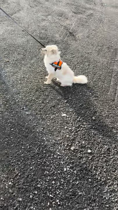 Enlarge Luca - Cutie Pie Pup!, an adopted mixed breed in Seattle, WA video 3/3