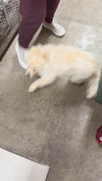 Enlarge Luca - Cutie Pie Pup!, an adopted mixed breed in Seattle, WA video 2/3