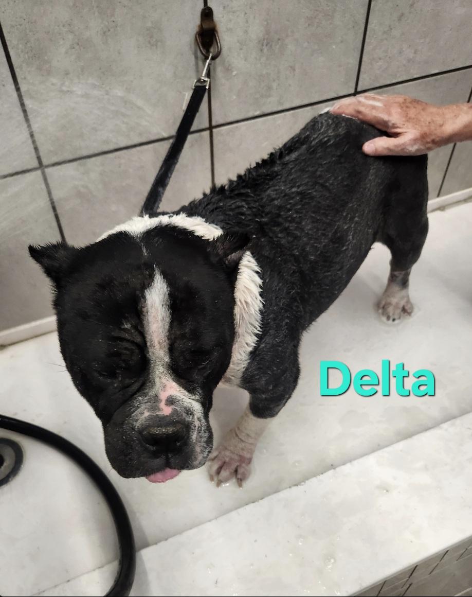 Delta