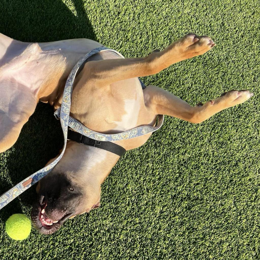 Chief, Adoptable, Adult Male Mixed Breed.