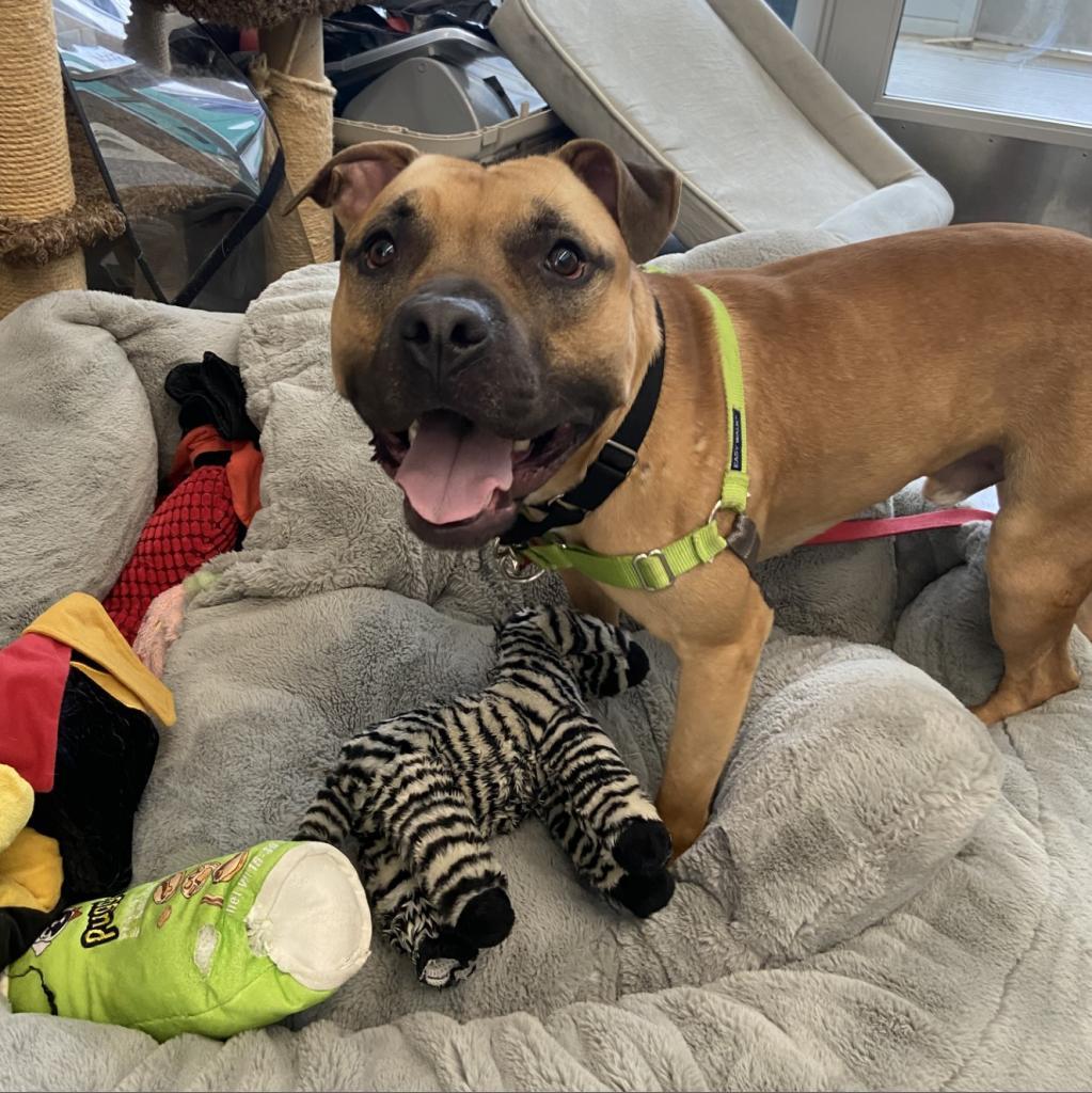 Enlarge Chief, a Adoptable Mixed Breed in Pittsburgh, PA image 2/6